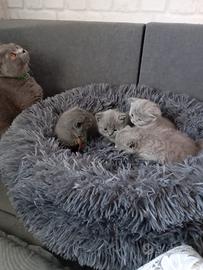 In prenotazione gattini British shorthair