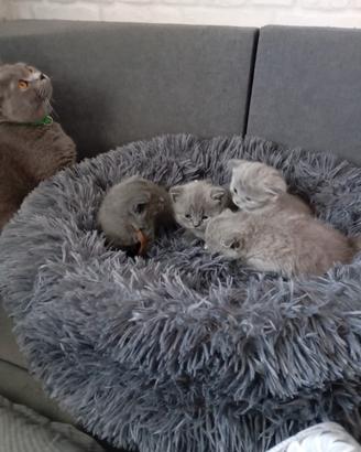 In prenotazione gattini British shorthair