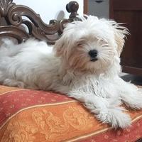 Cane Maltese femmina