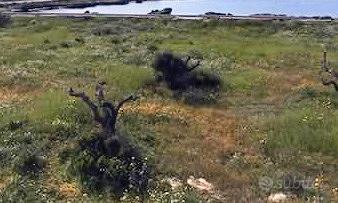 Ampio terreno agricolo FRONTE MARE a Favignana