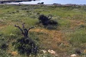 Ampio terreno agricolo FRONTE MARE a Favignana