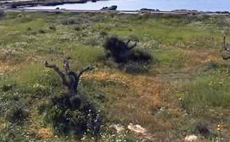 Ampio terreno agricolo FRONTE MARE a Favignana