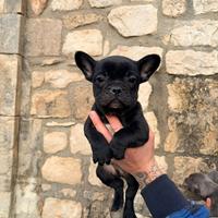 Cucciolo di bulldog francese