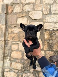 Cucciolo di bulldog francese