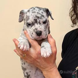 American bully XL CUCCIOLI