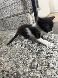 Gattino maschio