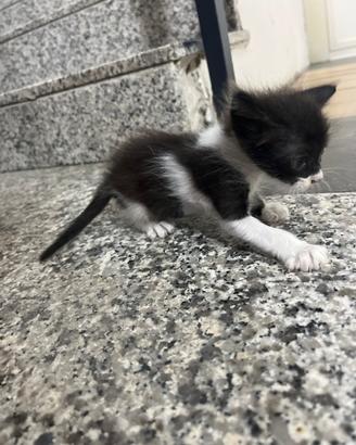 Gattino maschio