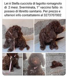cucciola di Lagotto romagnolo