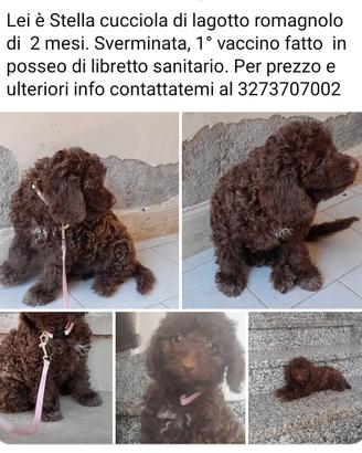 cucciola di Lagotto romagnolo
