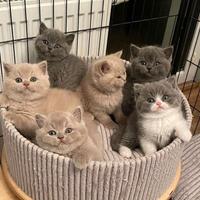 British shorthair da 30 euro al mese