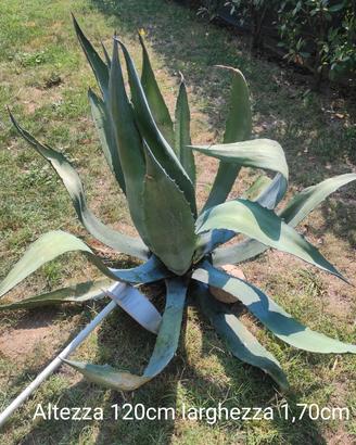 Agave gigante