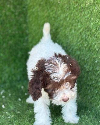 Lagotto romagnolo