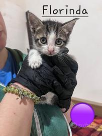 Flo gattina 2 mesi