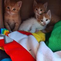 Cuccioli di gattini