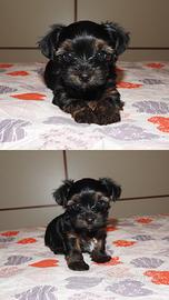 Yorkshire Terrier