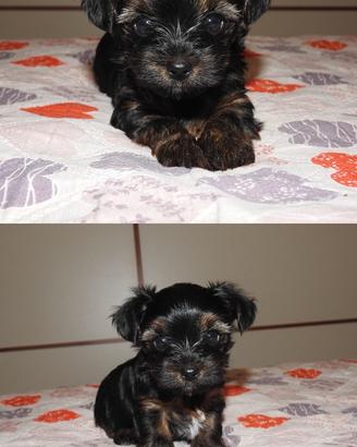Yorkshire Terrier