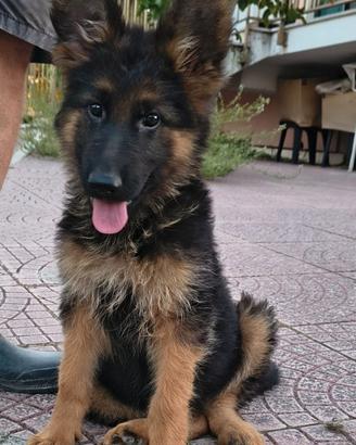 Pastore Tedesco cuccioli di 90 giorni con Pedigree