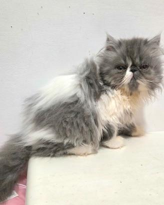 Cucciola persiana ipertipica femmina