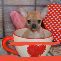 Chihuahua toy mini