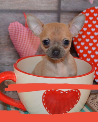 Chihuahua toy mini