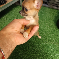 Chihuahua mini toy
