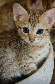 Dolcissima gattina bengala