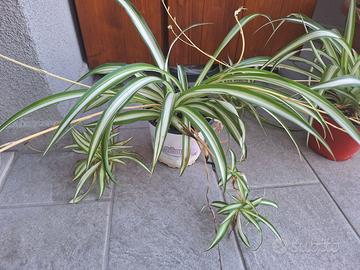 Piante di Falangio o Nastrino, pianta da interno