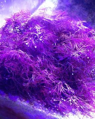 Macroalga rossa calcarea Corallinales per acquario