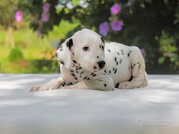 Cucciola femmina di Dalmata
