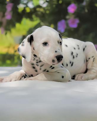 Cucciola femmina di Dalmata