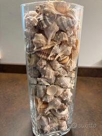 Lotto conchiglie marine miste murici 60 pz