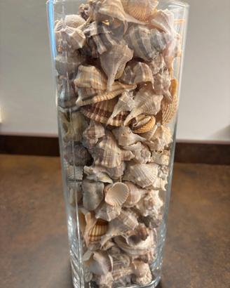 Lotto conchiglie marine miste murici 60 pz