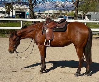 Puledra quarter horse 2024