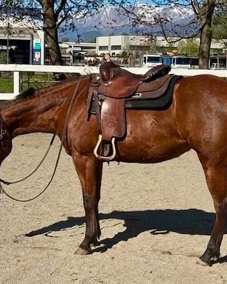 Puledra quarter horse 2024