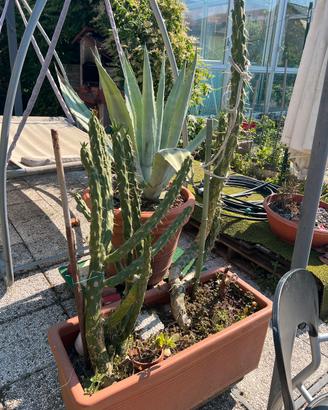 Cactus