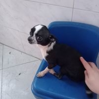Chihuahua da borsetta