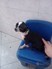 Chihuahua da borsetta