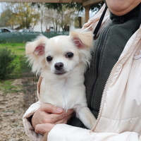 Chihuahua maschio pelo lungo