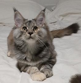 Maine coon 
