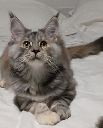 Maine coon 