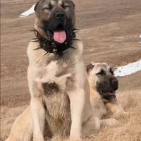 Kangal . Alabai .LEGGI BENE