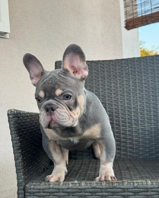 Bulldog francese