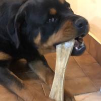 Rottweiler maschio per monta