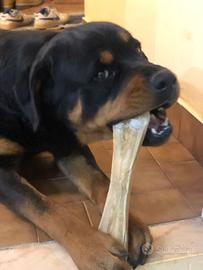 Rottweiler maschio per monta