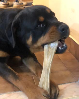 Rottweiler maschio per monta