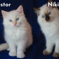 Cuccioli razza ragdoll con pedigree