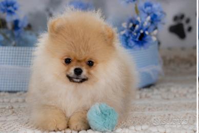 Cuccioli Spitz Nano Tedesco Toy