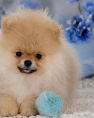 Cuccioli Spitz Nano Tedesco Toy