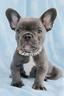 bulldog-francese-puppy-blu-bouledogue-cuccioli