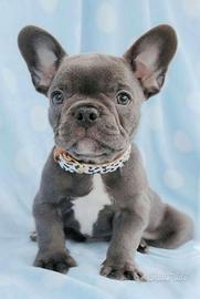 BULLDOG FRANCESE PUPPY BLU - BOULEDOGUE cuccioli